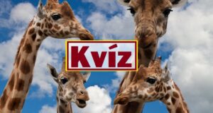 Kvíz: Egy kicsi szórakozásra vágysz? Ezt a mixt neked szántuk (740)